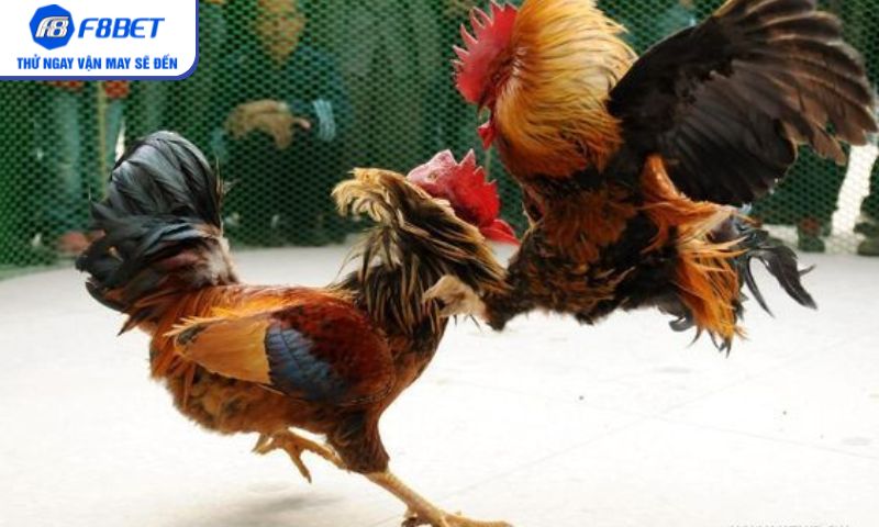Khám phá phong cách đá gà đa dạng ngay trên F8BET